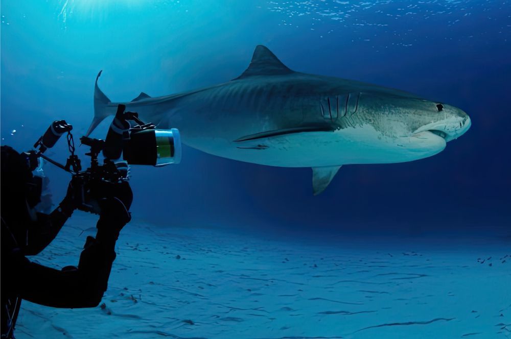 A tiger shark swimming in its natural habitat where it lives with diver taking a photo