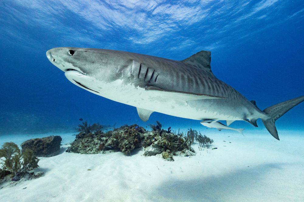 A tiger shark swimming in the ocean
