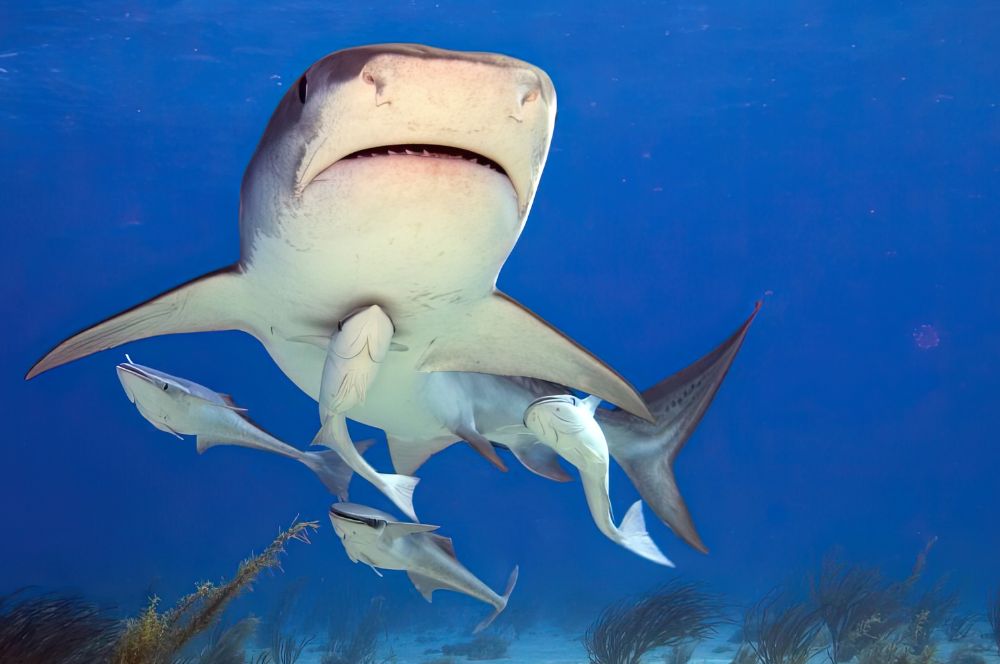 Tiger shark swimming