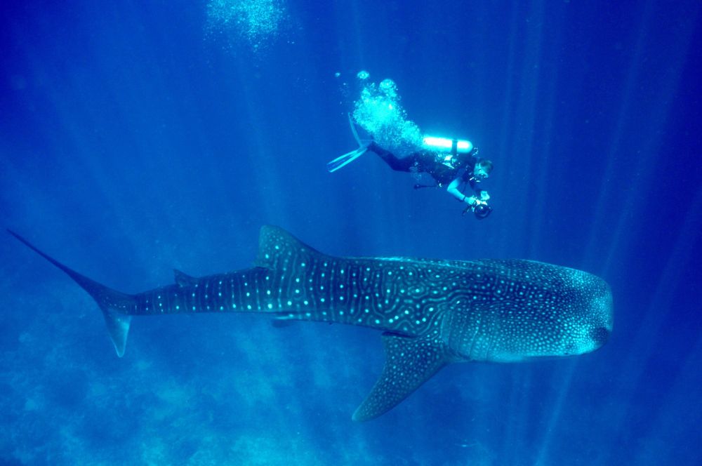 Scuba Diver with a whale shark in the Phillipines