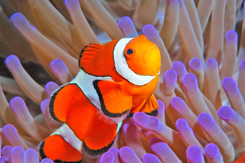 Watching a Clown-fish will help the IT professional forget the world above