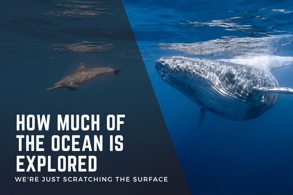 How Much Of The Ocean Is Explored And Why We're Just Scratching The Surface