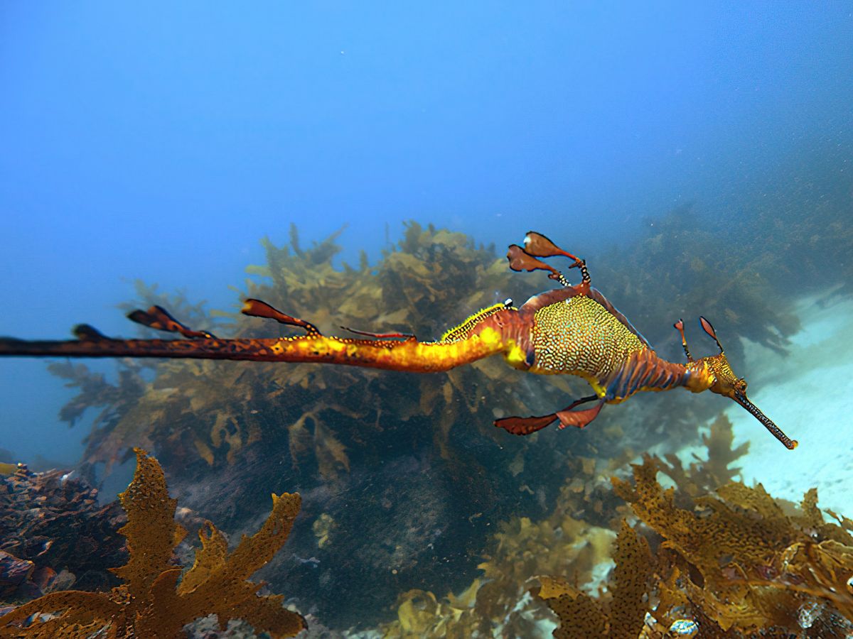 A Weedy Sea Dragon swimming in the ocean
