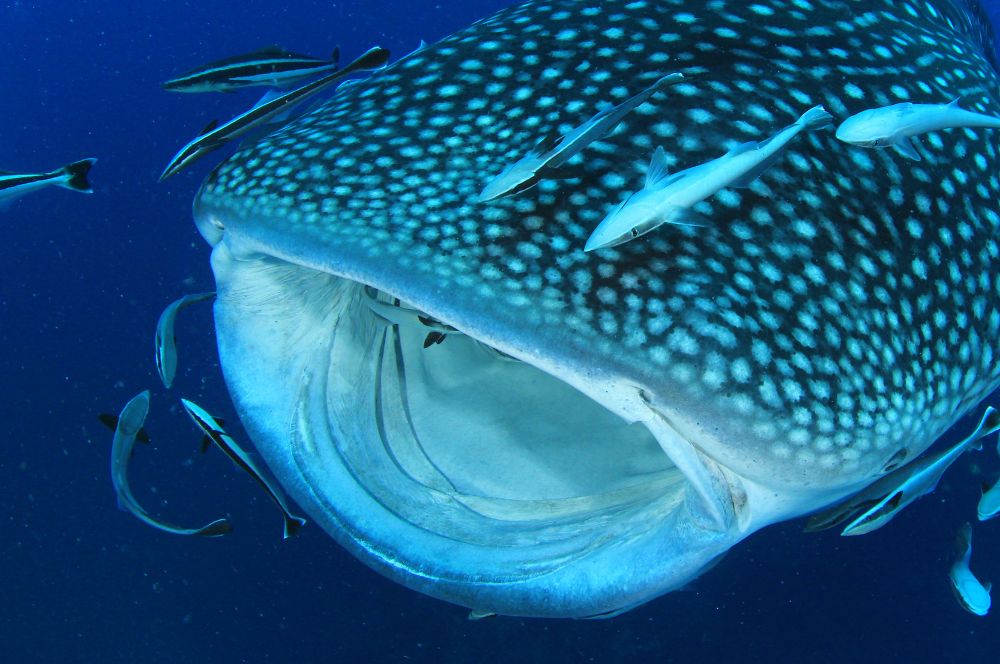 A whale shark's large mouth and tiny teeth