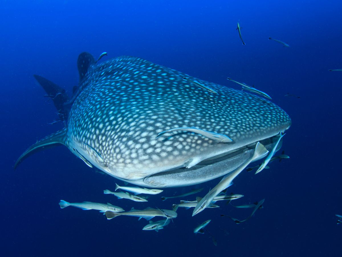 Whale Sharks In Sydney