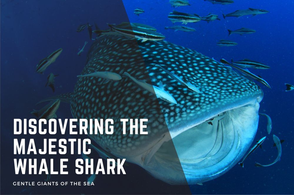 Unveil The Majesty Of Whale Sharks: Ocean's Largest Fish Revealed