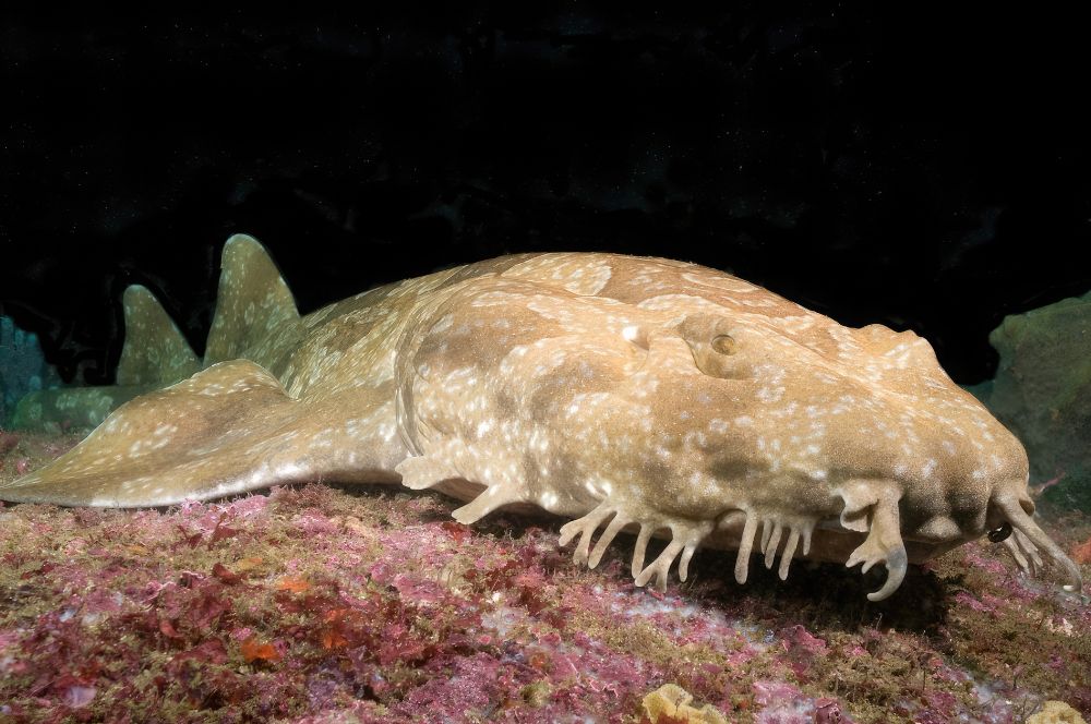 The spotted wobbegong shark, also known as Orectolobus maculatus