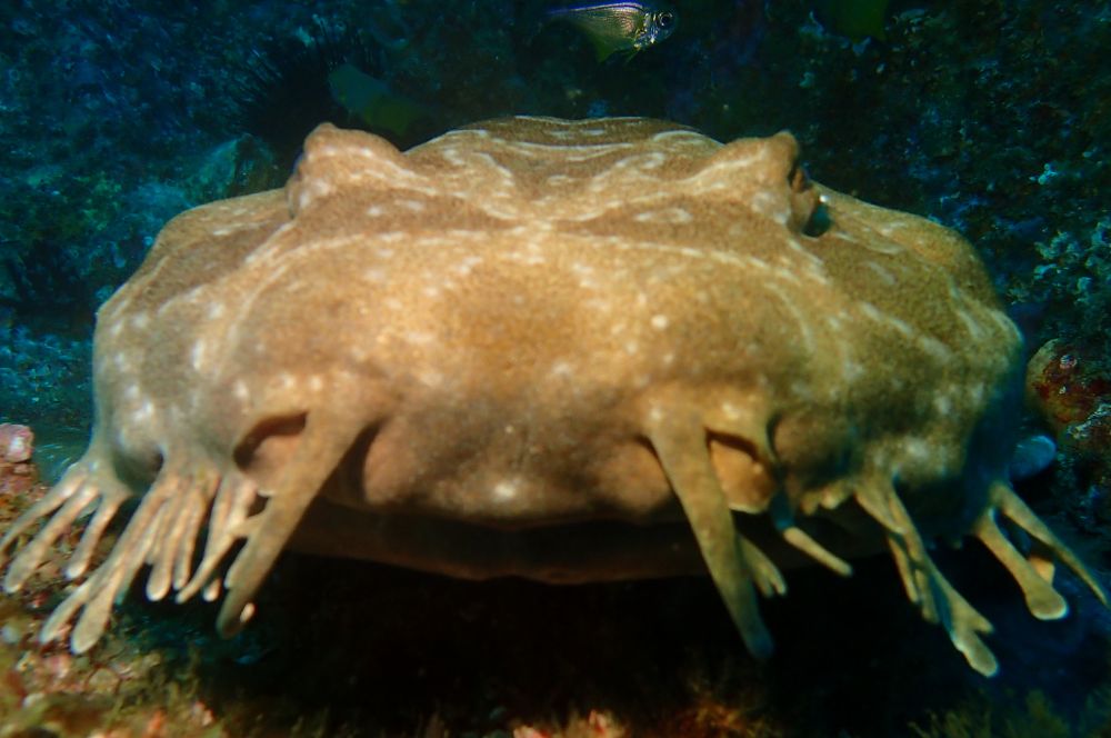 Wobbegong Shark normally found at the back of the Oak Park cave