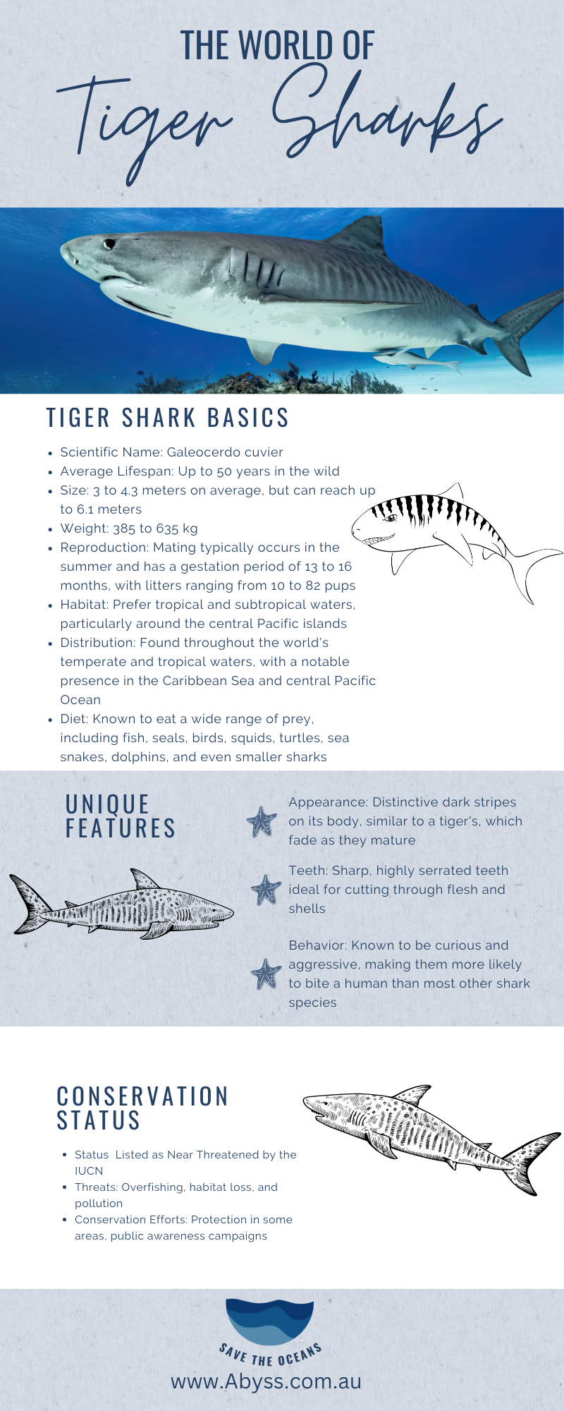 Tiger Shark Infographic