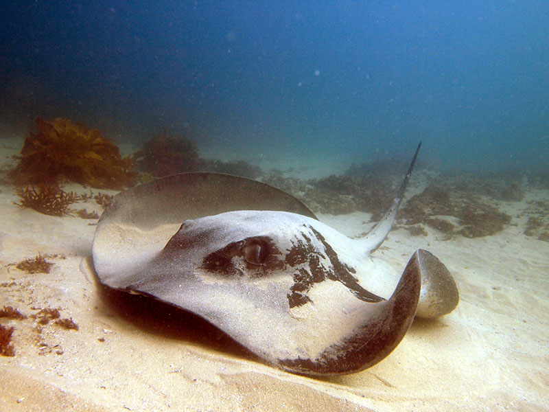 Massive Bull Ray at Oak Park