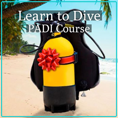 Give the Gift of Diving