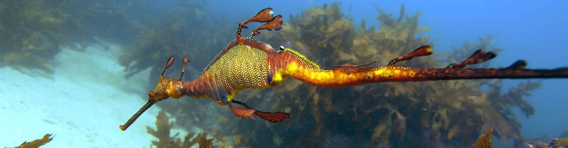 Scuba Diving in Sydney with a seadragon