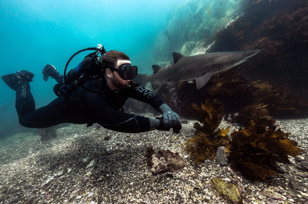 Avelo diver exploring the home of grey nurse sharks