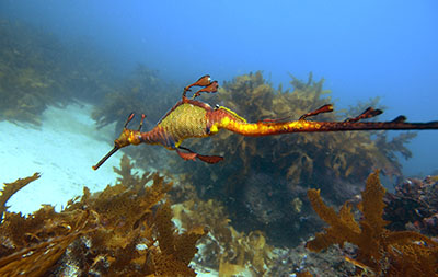 Seadragon Dive